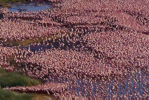 flamingos Lake Nakuru